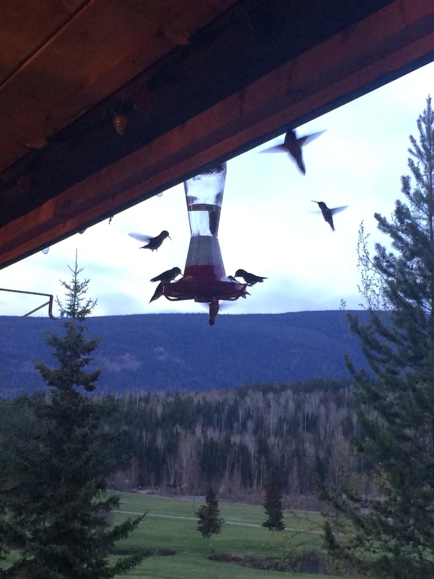 Helmcken Falls Lodge Cabin Rooms And Rv Park เคลียร์วอเตอร์ ภายนอก รูปภาพ